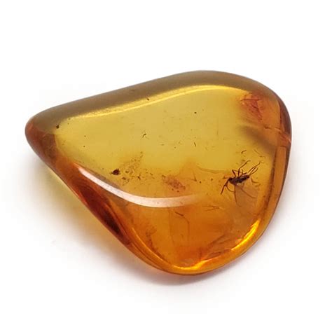 fossilized amber with insects.